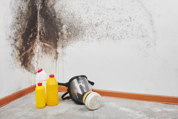 Best Attic Mold Removal  in De Soto, KS