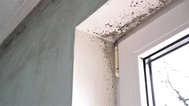 Mold Removal and Inspection in De Soto, KS
