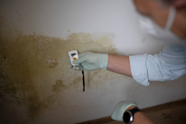Best Mold Removal and Inspection  in De Soto, KS