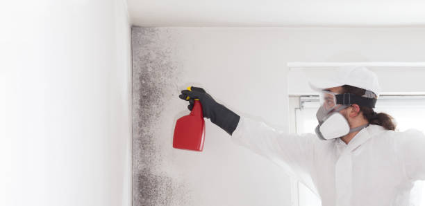 Best Attic Mold Removal  in De Soto, KS