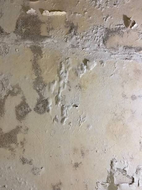 Best Same-Day Mold Removal  in De Soto, KS