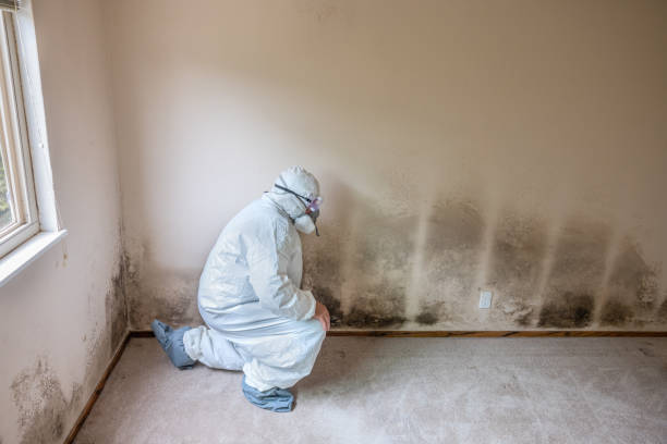Certified Mold Removal in De Soto, KS