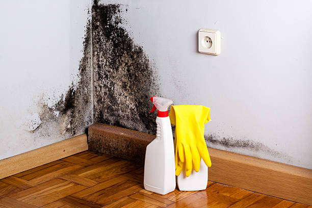 Best Local Mold Removal Service  in De Soto, KS