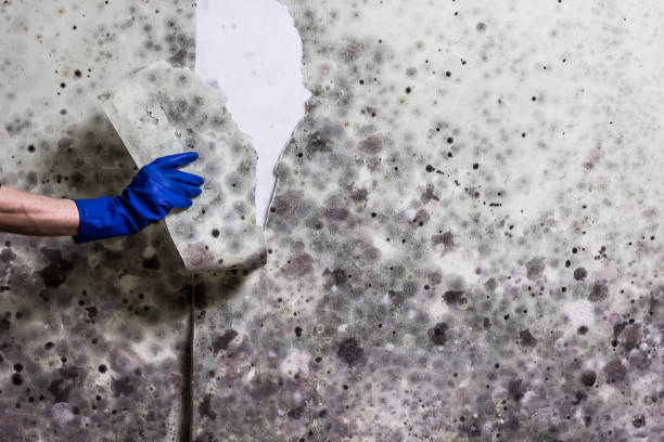 De Soto, KS Mold Removal Company